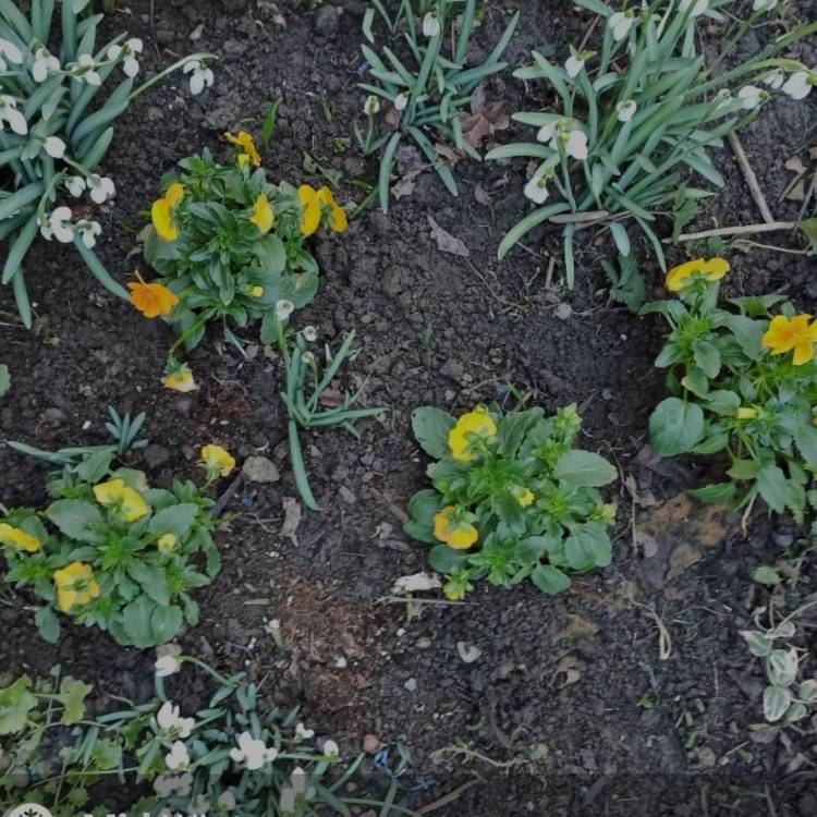 plant image 1561091 plant image 1561091