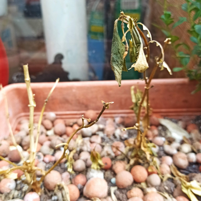 plant image 1561357