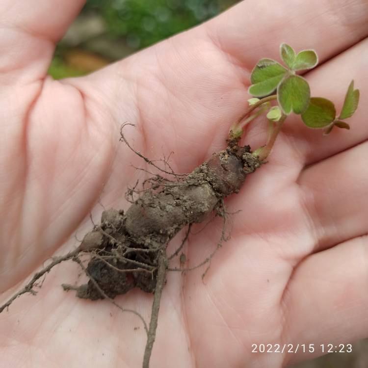 plant image 1561368 plant image 1561368