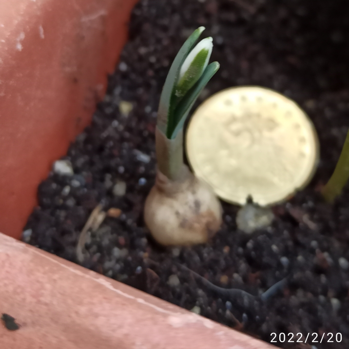 plant image 1562308