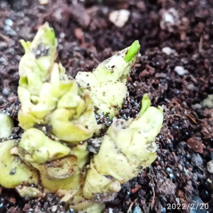 plant image 1562310 plant image 1562310