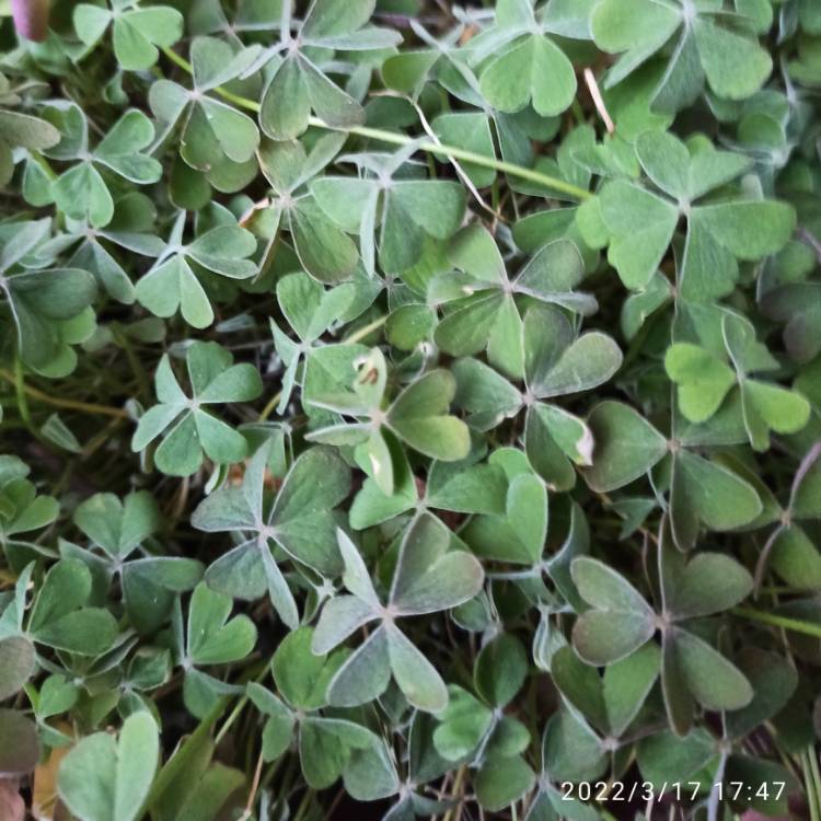 plant image 1568082 plant image 1568082