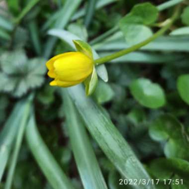 Dichondra repens