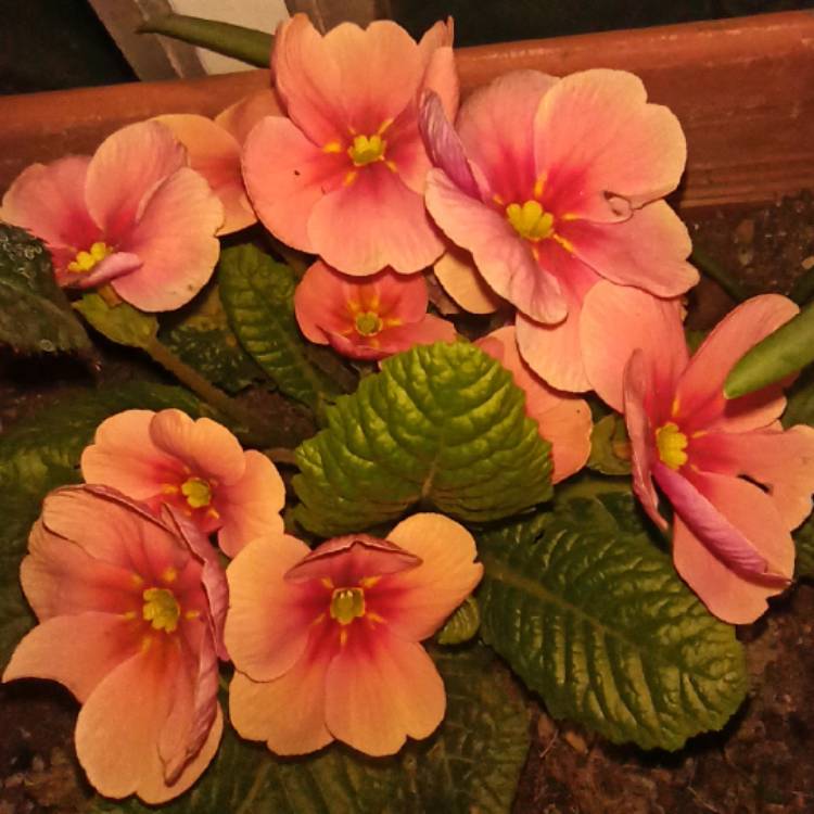 plant image 1568369 plant image 1568369