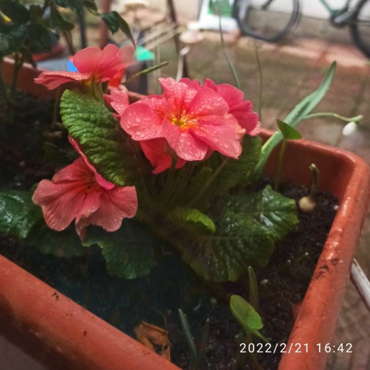 plant image 1568371 plant image 1568371
