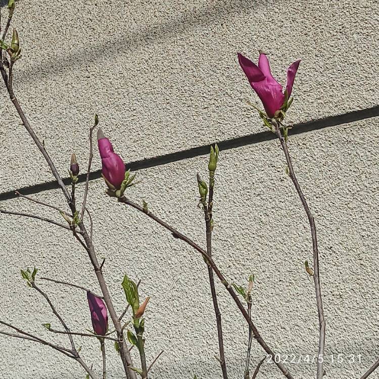plant image 1573334 plant image 1573334