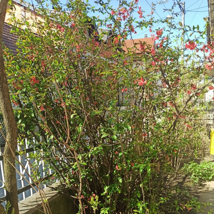 plant image 1573337 plant image 1573337