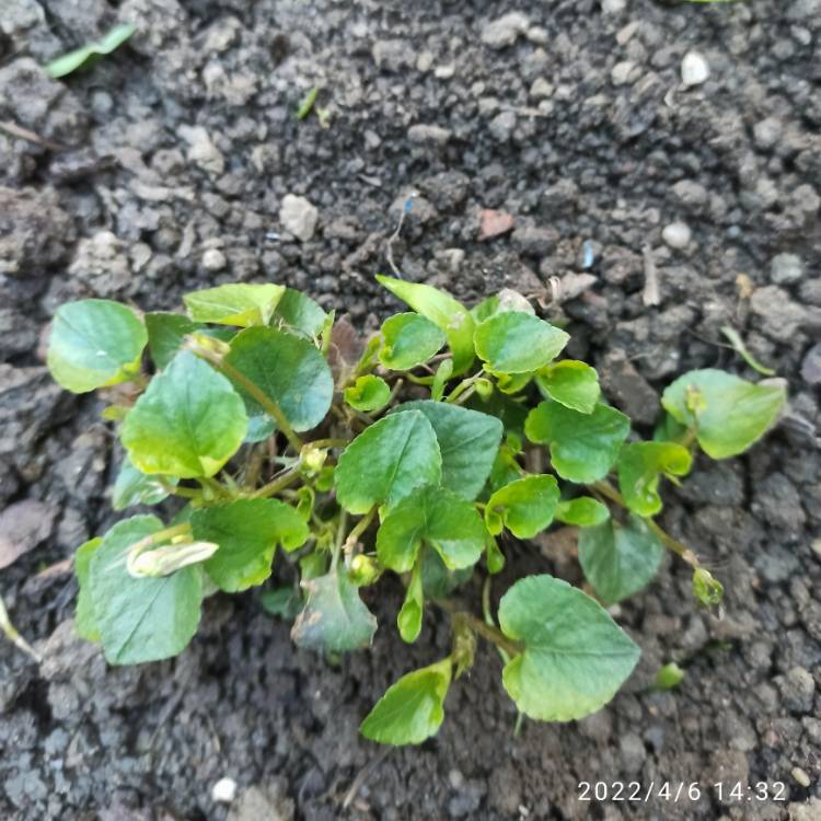 plant image 1573545 plant image 1573545