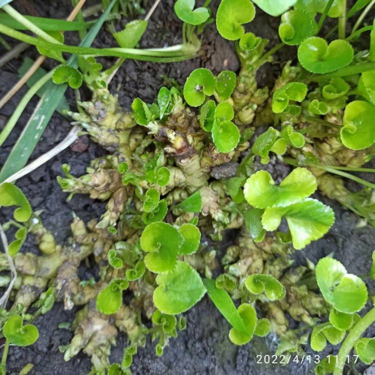 plant image 1575367 plant image 1575367