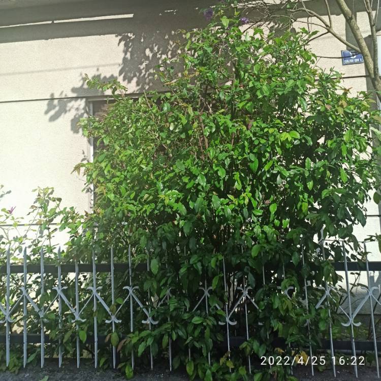 plant image 1579683 plant image 1579683
