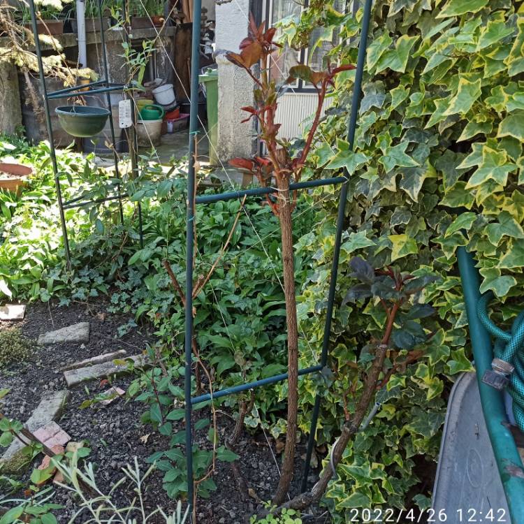 plant image 1579910 plant image 1579910
