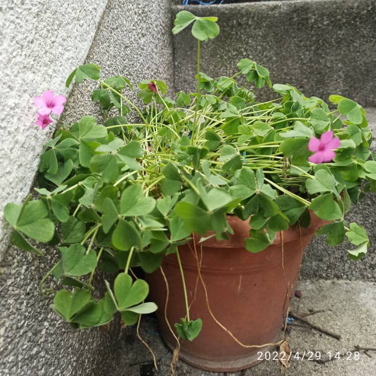 plant image 1580933 plant image 1580933