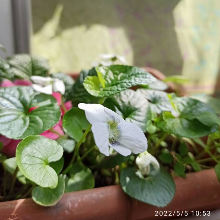 plant image 1582996 plant image 1582996