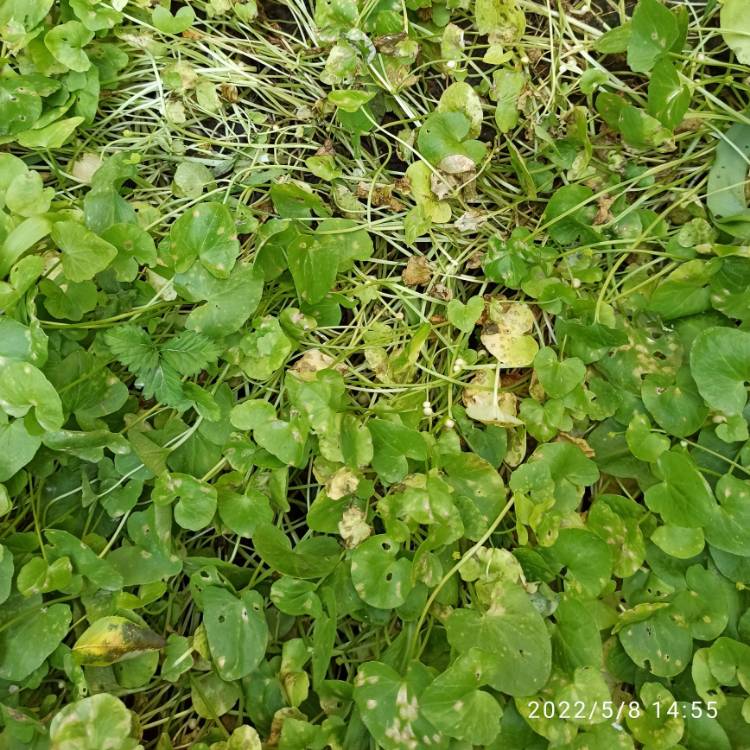 plant image 1584318 plant image 1584318