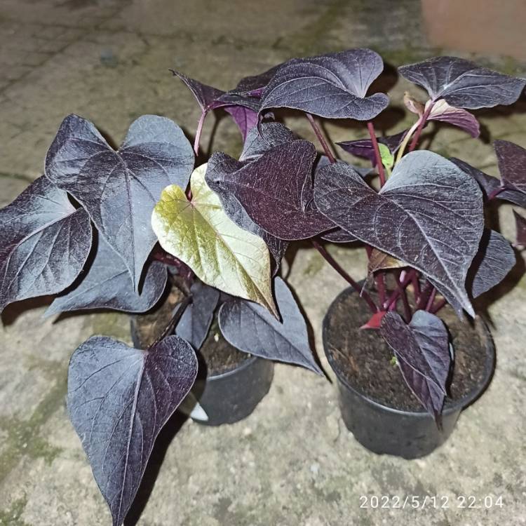 plant image 1586310