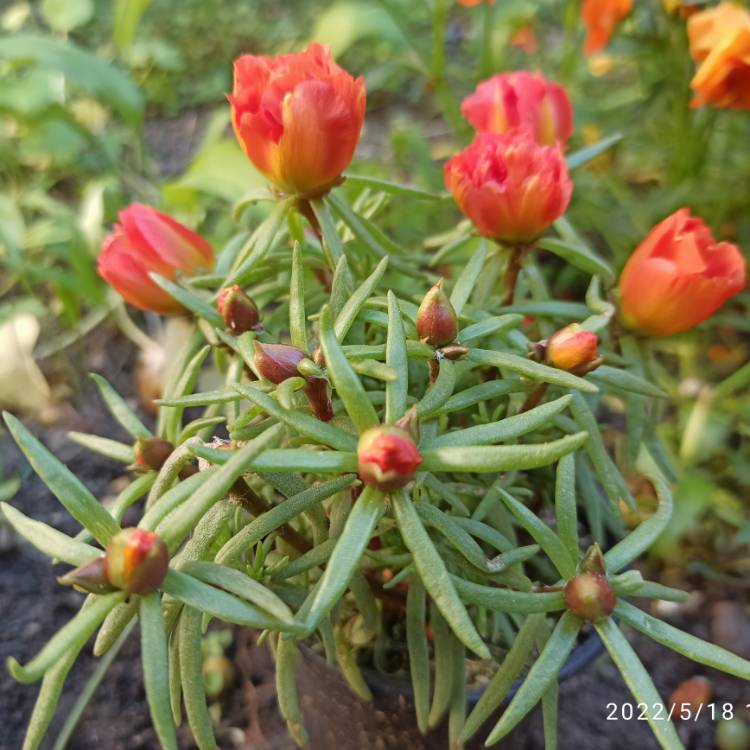 plant image 1589775 plant image 1589775
