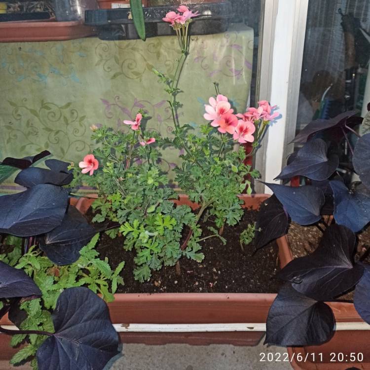 plant image 1599030