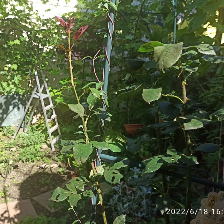 plant image 1601226 plant image 1601226