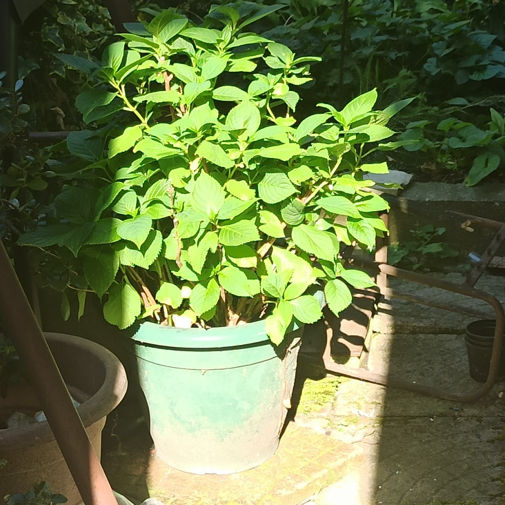plant image 1601263 plant image 1601263
