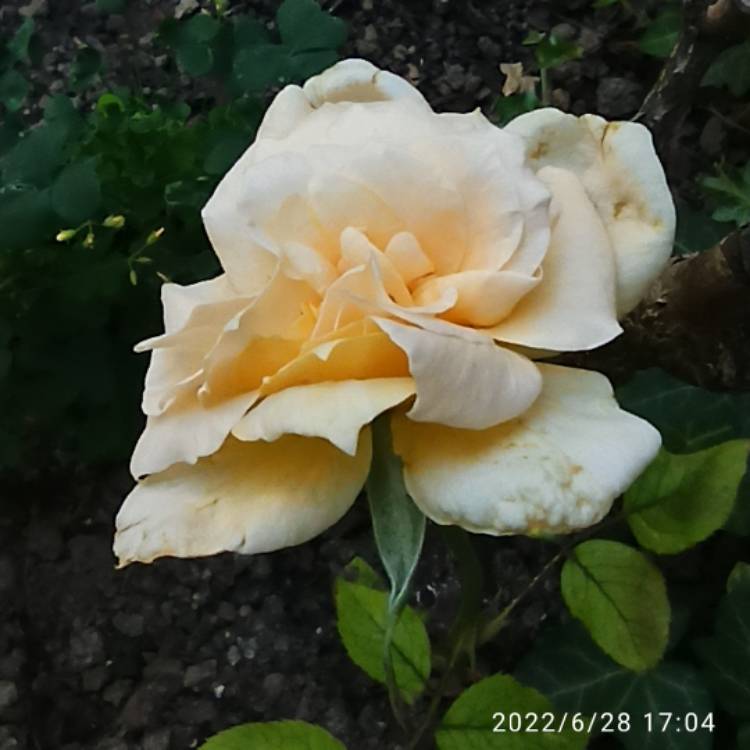 plant image 1604732 plant image 1604732
