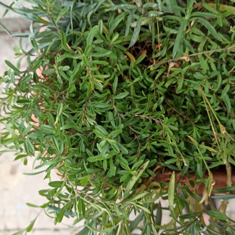 plant image 1615042 plant image 1615042