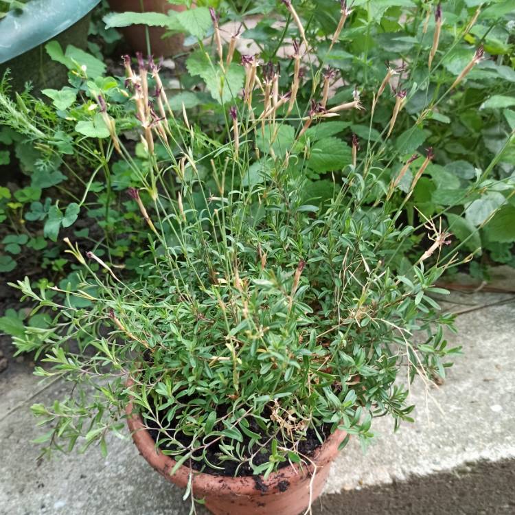 plant image 1615045 plant image 1615045