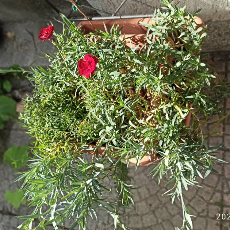 plant image 1615046 plant image 1615046