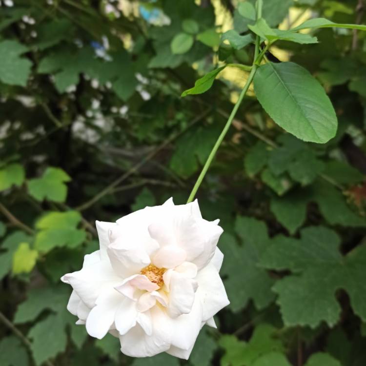 Plant image Rosa 'Swan Lake'