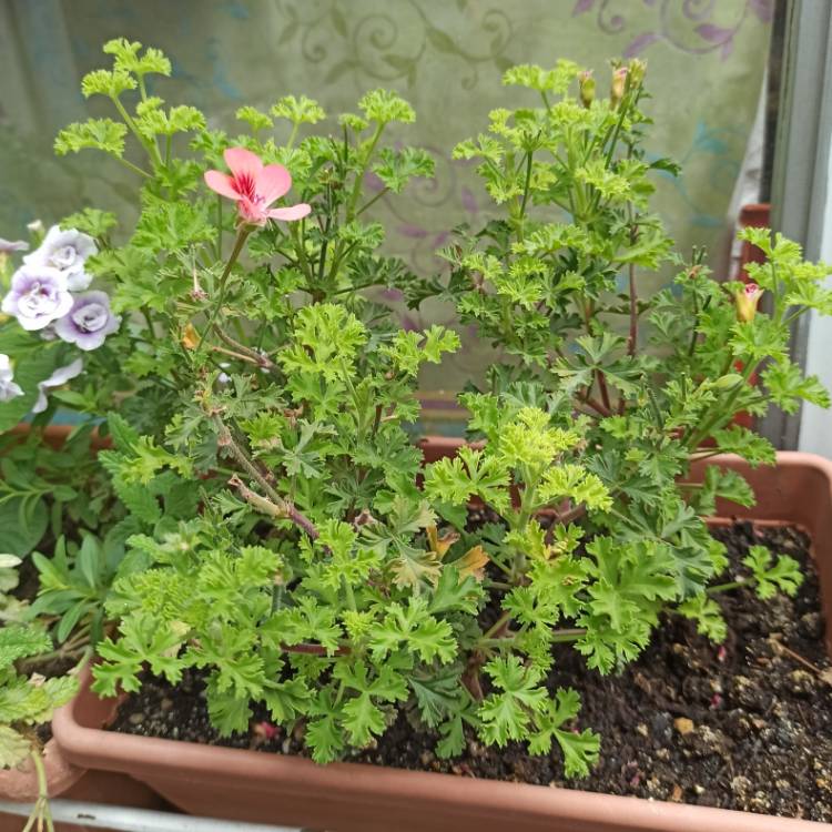 plant image 1615060