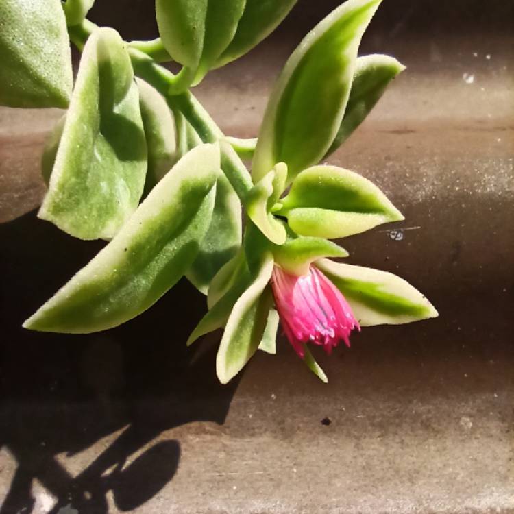 Plant image Aptenia cordifolia variegata 'Crystal'
