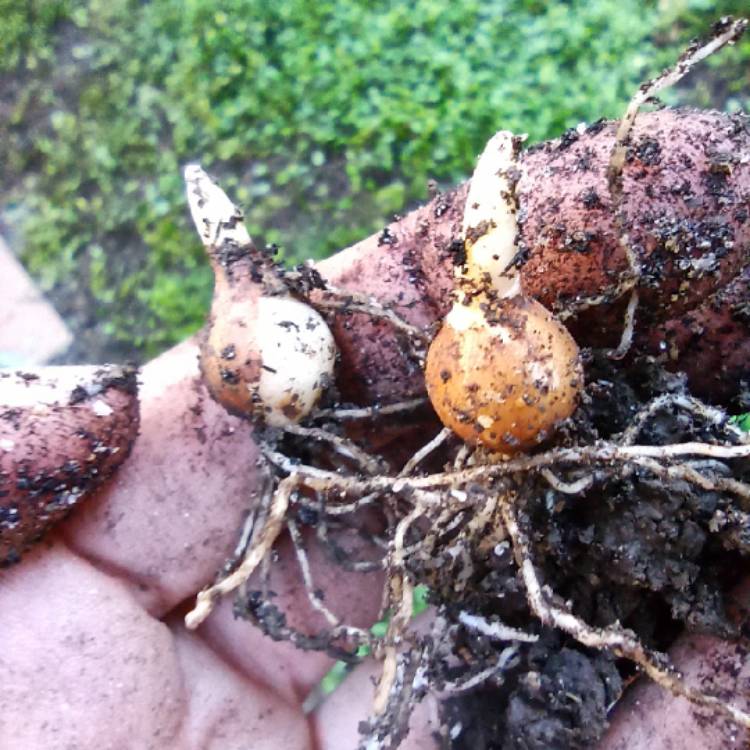 plant image 1630423