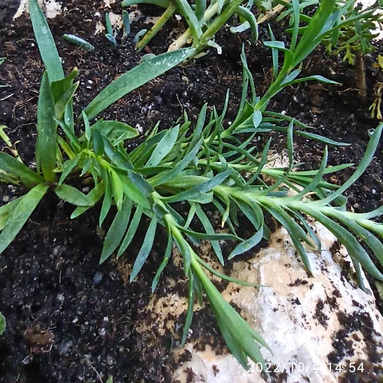 Plant image Dianthus alpinus