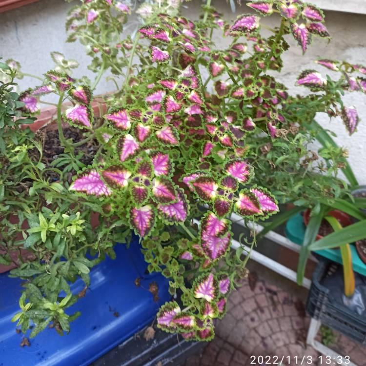 plant image 1635901