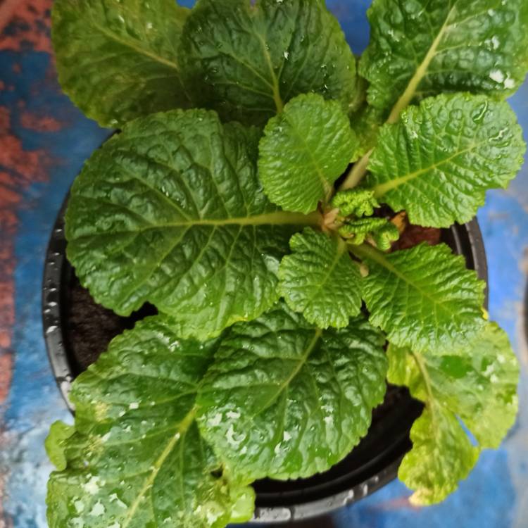 plant image 1639482 plant image 1639482