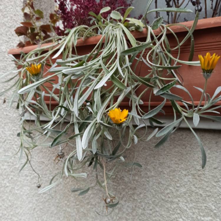 plant image 1639483 plant image 1639483