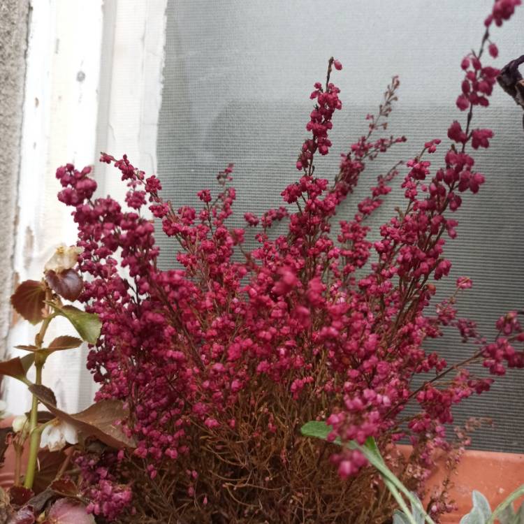plant image 1639485 plant image 1639485