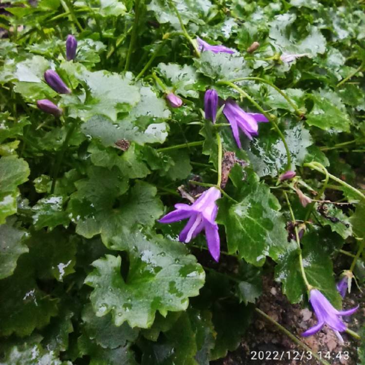 plant image 1639493 plant image 1639493