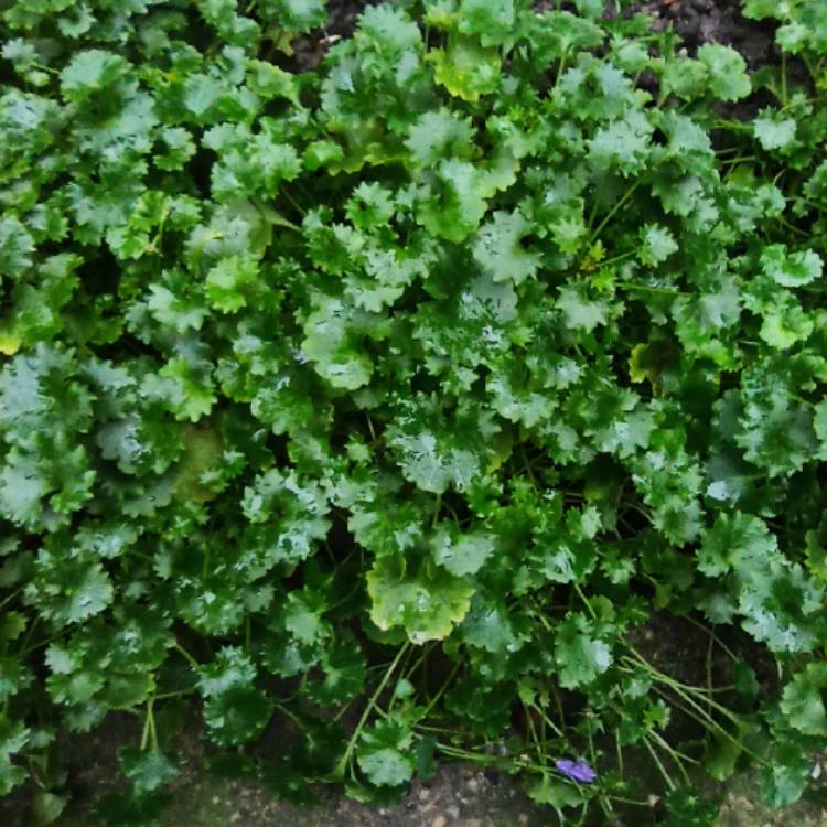 plant image 1639494 plant image 1639494