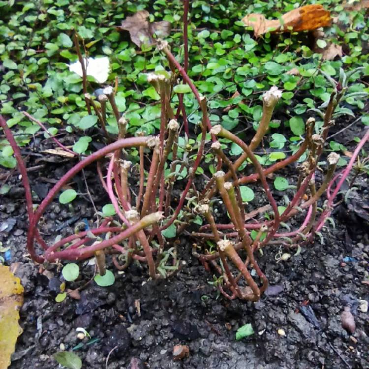 plant image 1639499 plant image 1639499
