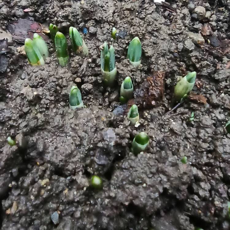 plant image 1639509