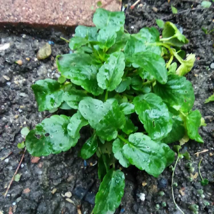 plant image 1639512 plant image 1639512
