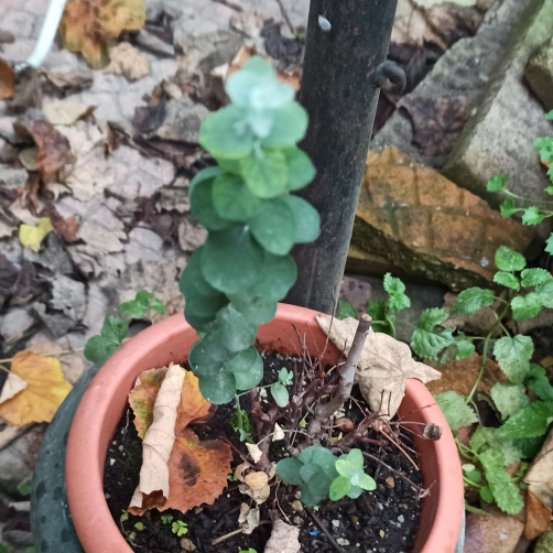 plant image 1639516 plant image 1639516