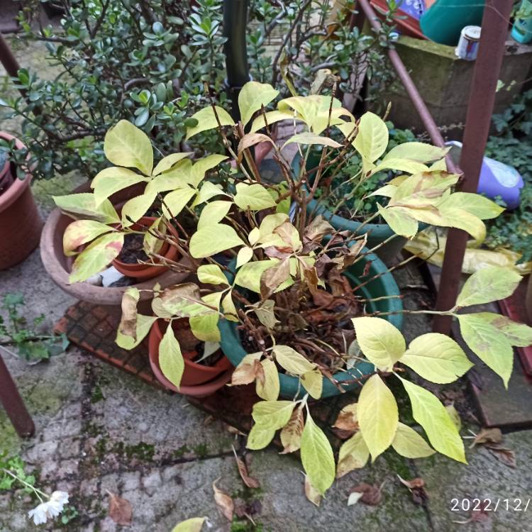 plant image 1639537 plant image 1639537