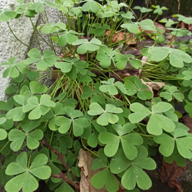 plant image 1639543 plant image 1639543