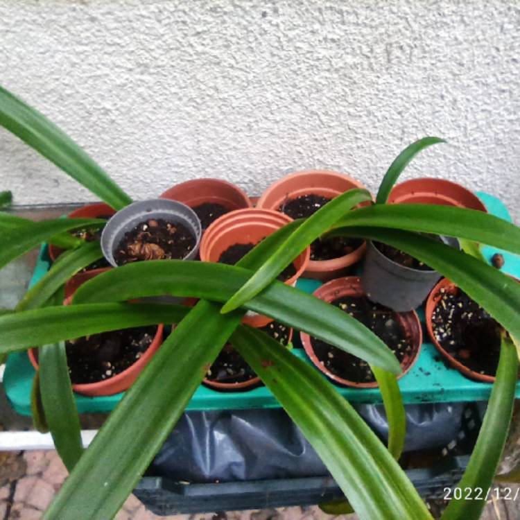 plant image 1639544 plant image 1639544