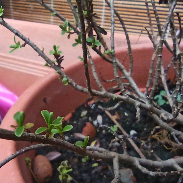 plant image 1639545 plant image 1639545