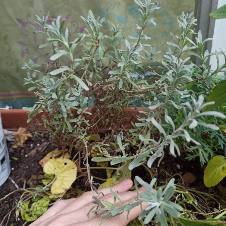 plant image 1639555 plant image 1639555