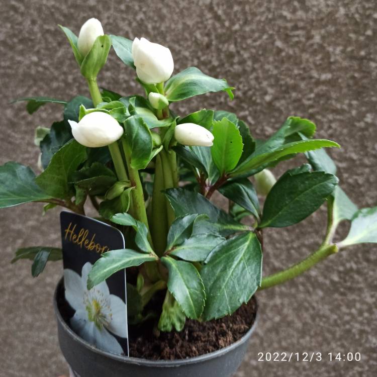 plant image 1639558 plant image 1639558