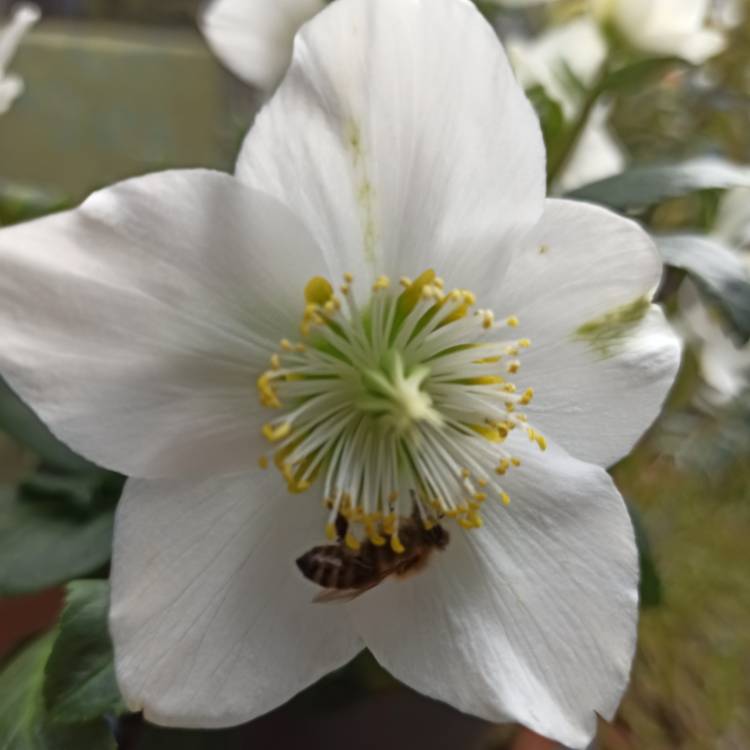 plant image 1642817 plant image 1642817