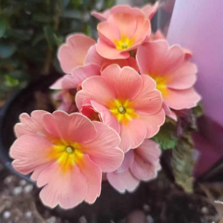plant image 1652093 plant image 1652093
